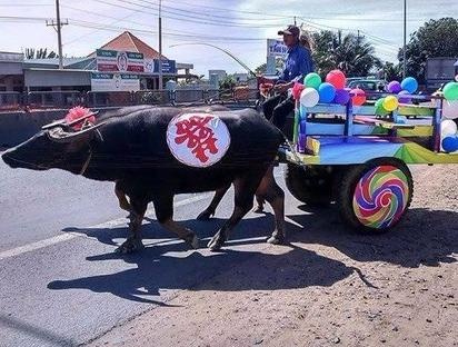 Chu re Binh Thuan ruoc dau bang doan xe trau keo hinh anh