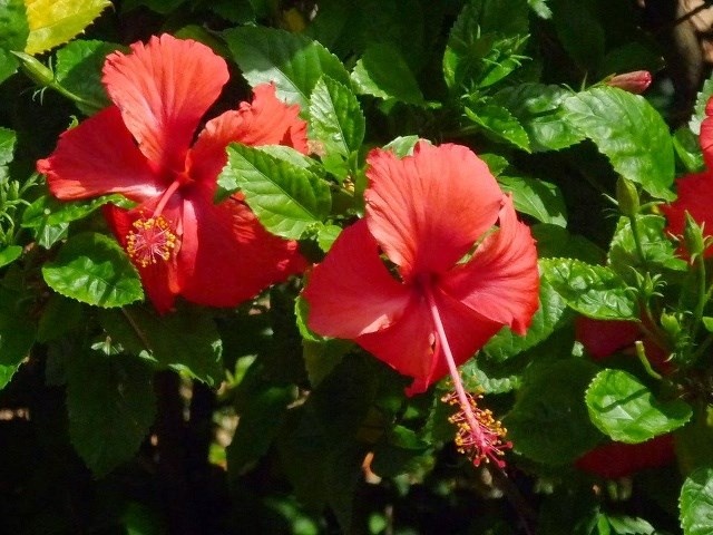 Quoc hoa cua cac nuoc tren the gioi anh 2