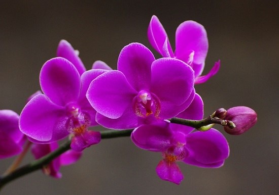 Quoc hoa cua cac nuoc tren the gioi anh 4