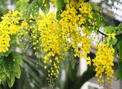 Quoc hoa cua cac nuoc tren the gioi anh 3