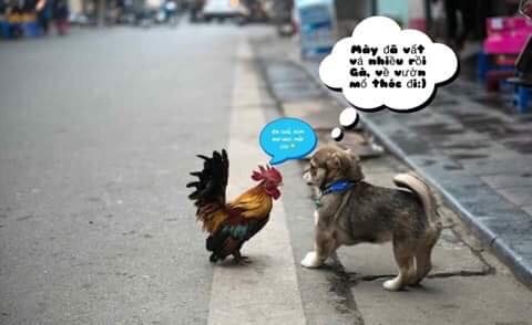 anh che nam cho cua dan mang anh 6