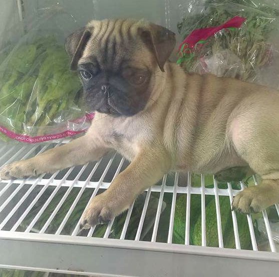 ban nho cho gau vao tu lanh anh 4