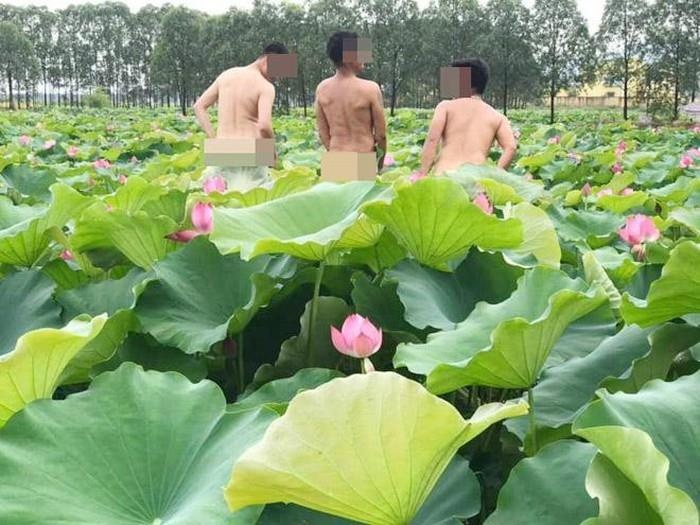 anh phan cam ben hoa sen anh 1