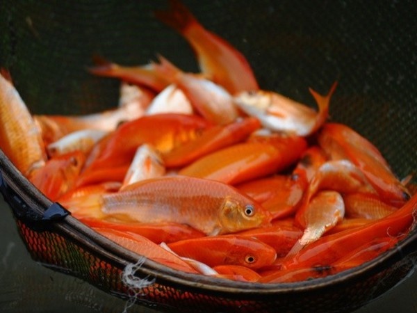 Nhung cach hieu sai ve tap tuc cung ong Cong ong Tao hinh anh