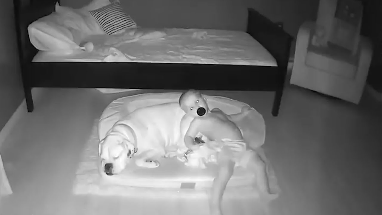 Cau be 2 tuoi nam ngu voi cho cung moi dem hinh anh