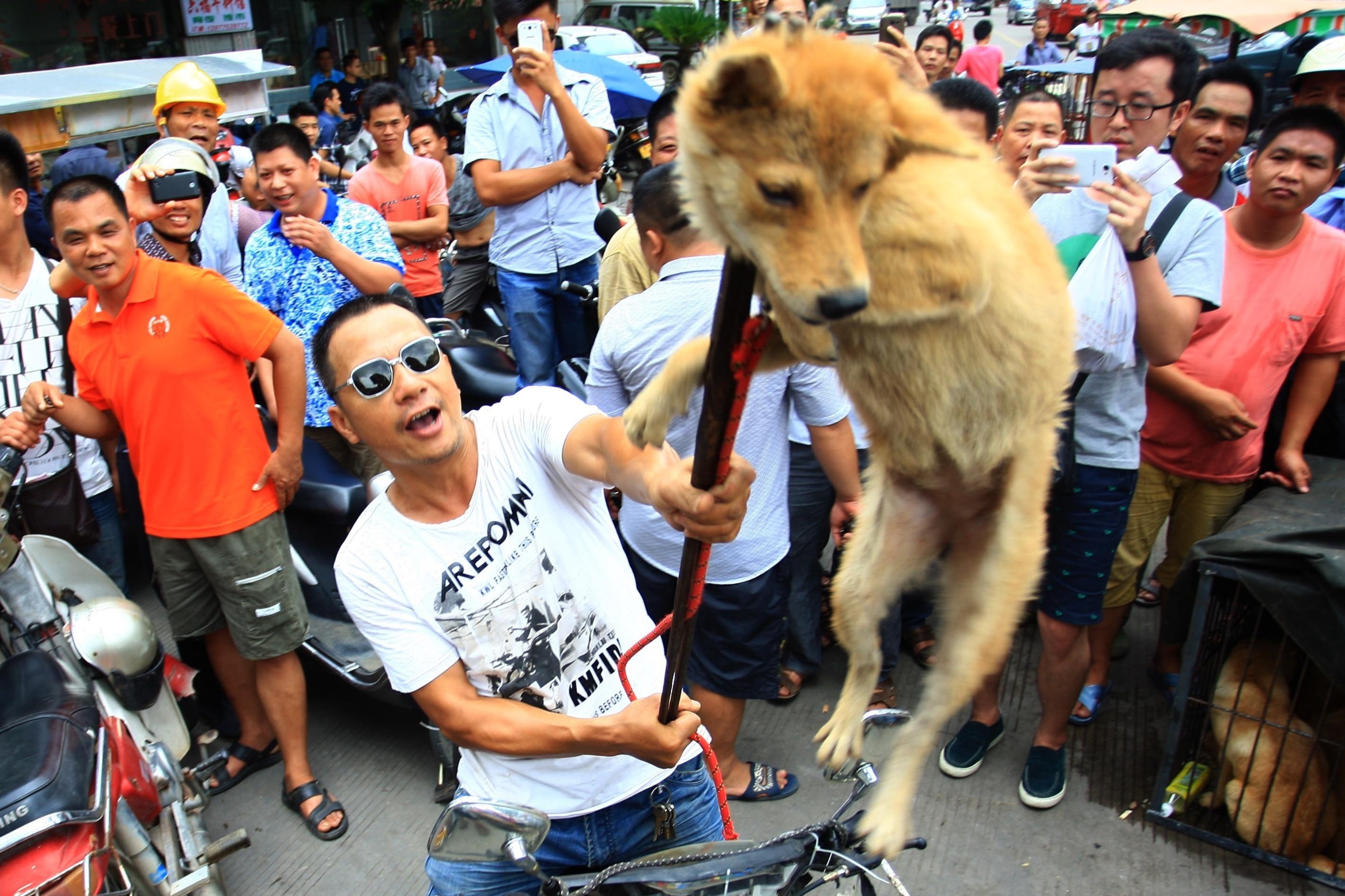 Du luan Trung Quoc keu goi cham dut nan bao hanh dong vat hinh anh