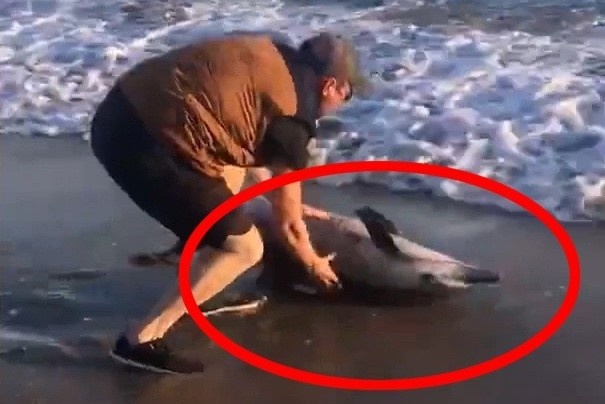 Giai cuu ca heo con mac can tren bo bien hinh anh