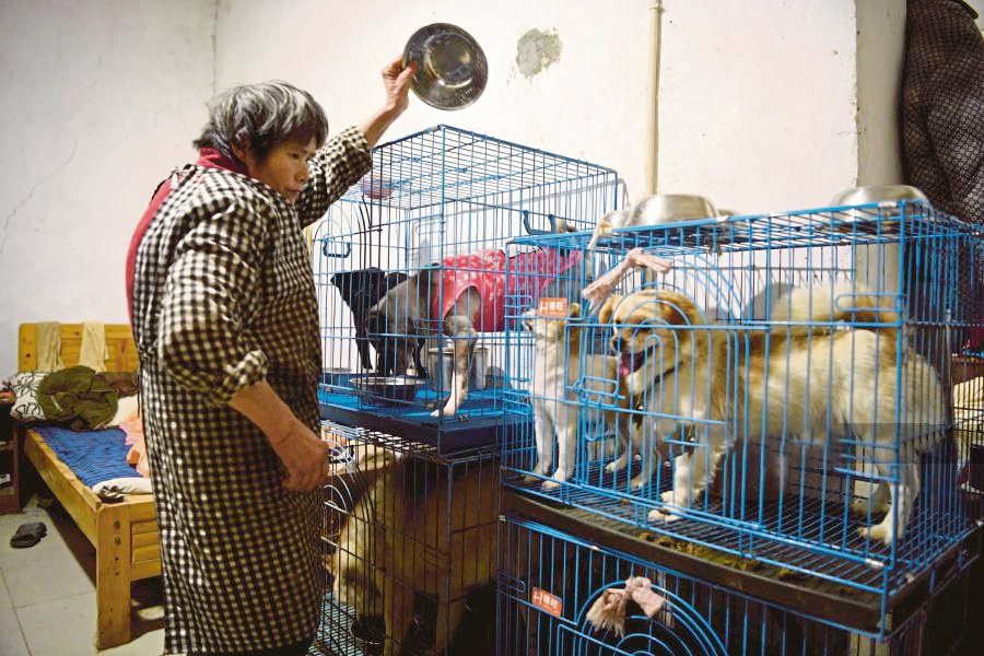 Nguoi phu nu song voi hon 1.300 chu cho hinh anh