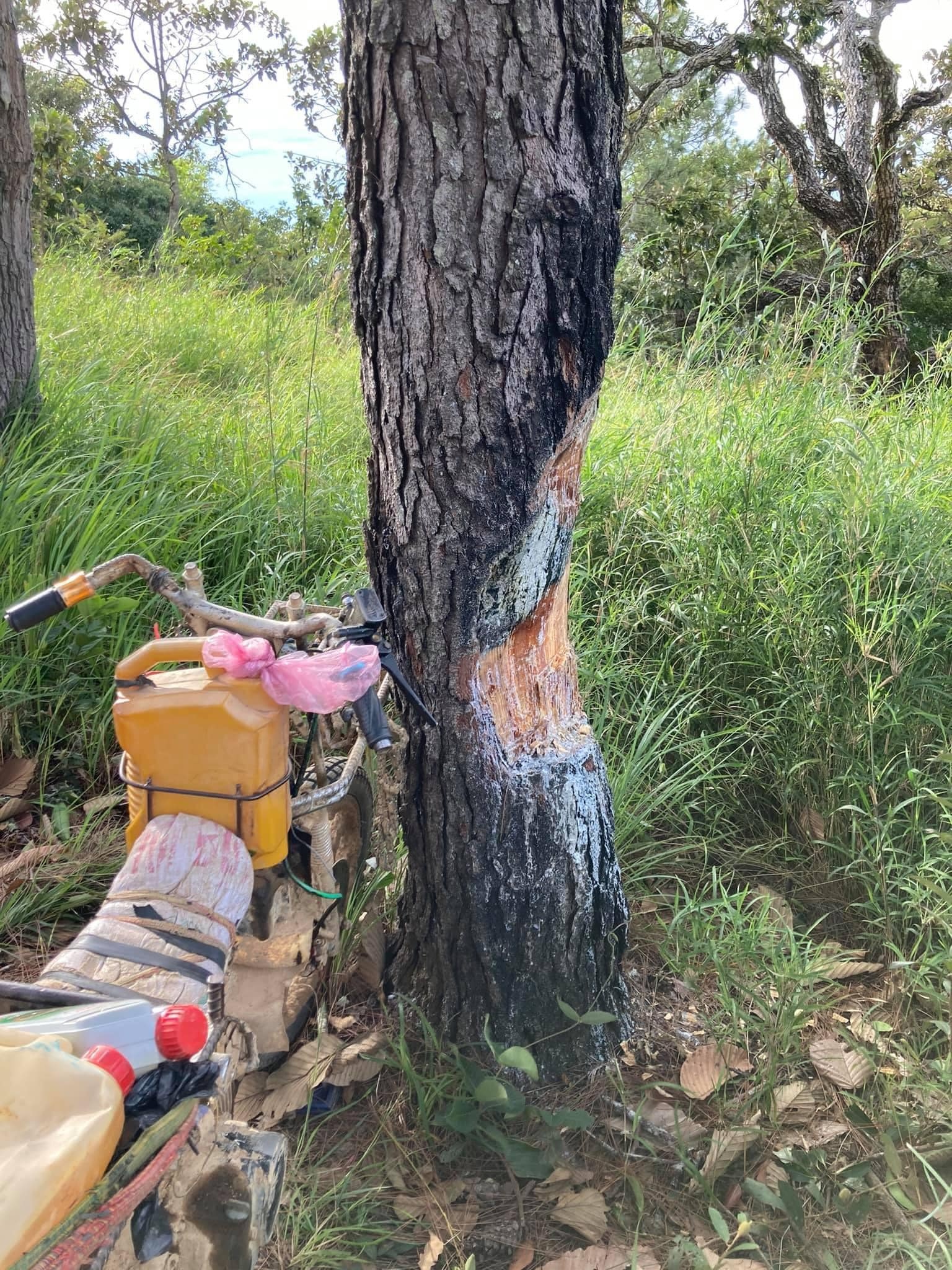 khach du lich chat lay nhua cay thong anh 1