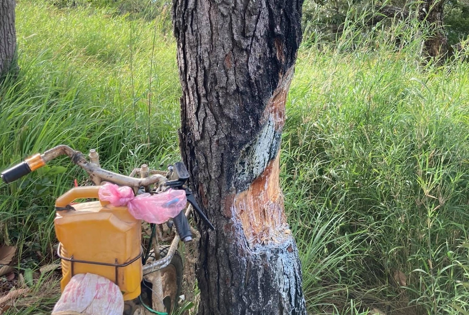 Nhom phuot cat nhua thong dot lua o cung Ta Nang - Phan Dung hinh anh