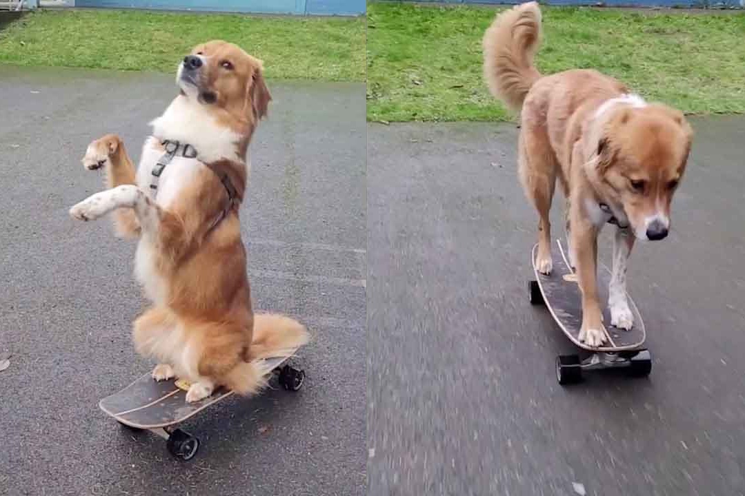 Chu cho noi tieng nho kha nang truot van dieu luyen hinh anh