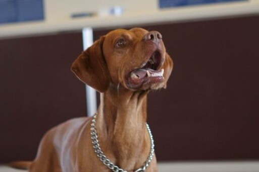 San bay dung cho danh hoi phat hien nguoi mac Covid-19 hinh anh