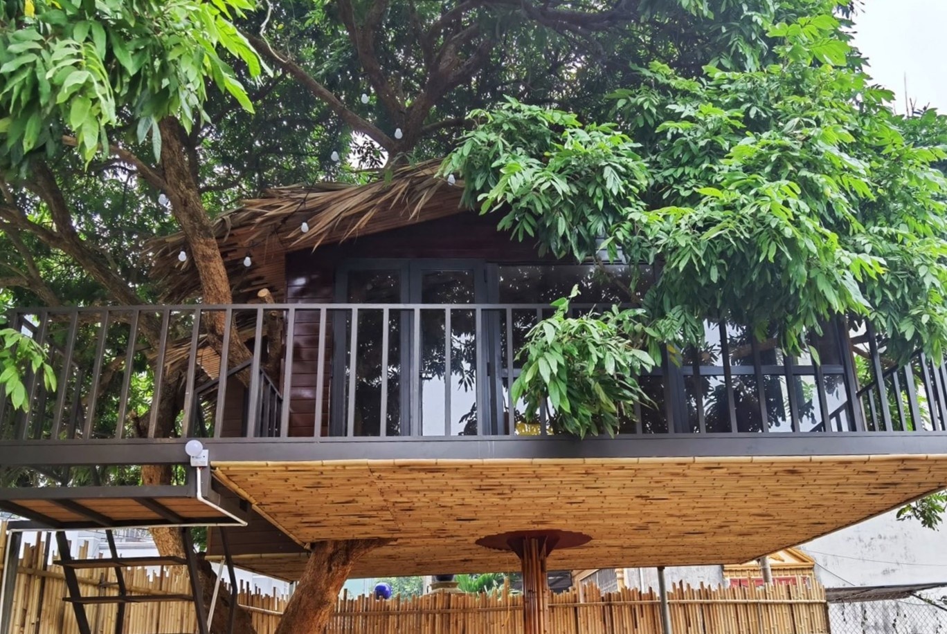 Chi tram trieu dong lam nha tren cay o Ha Noi hinh anh