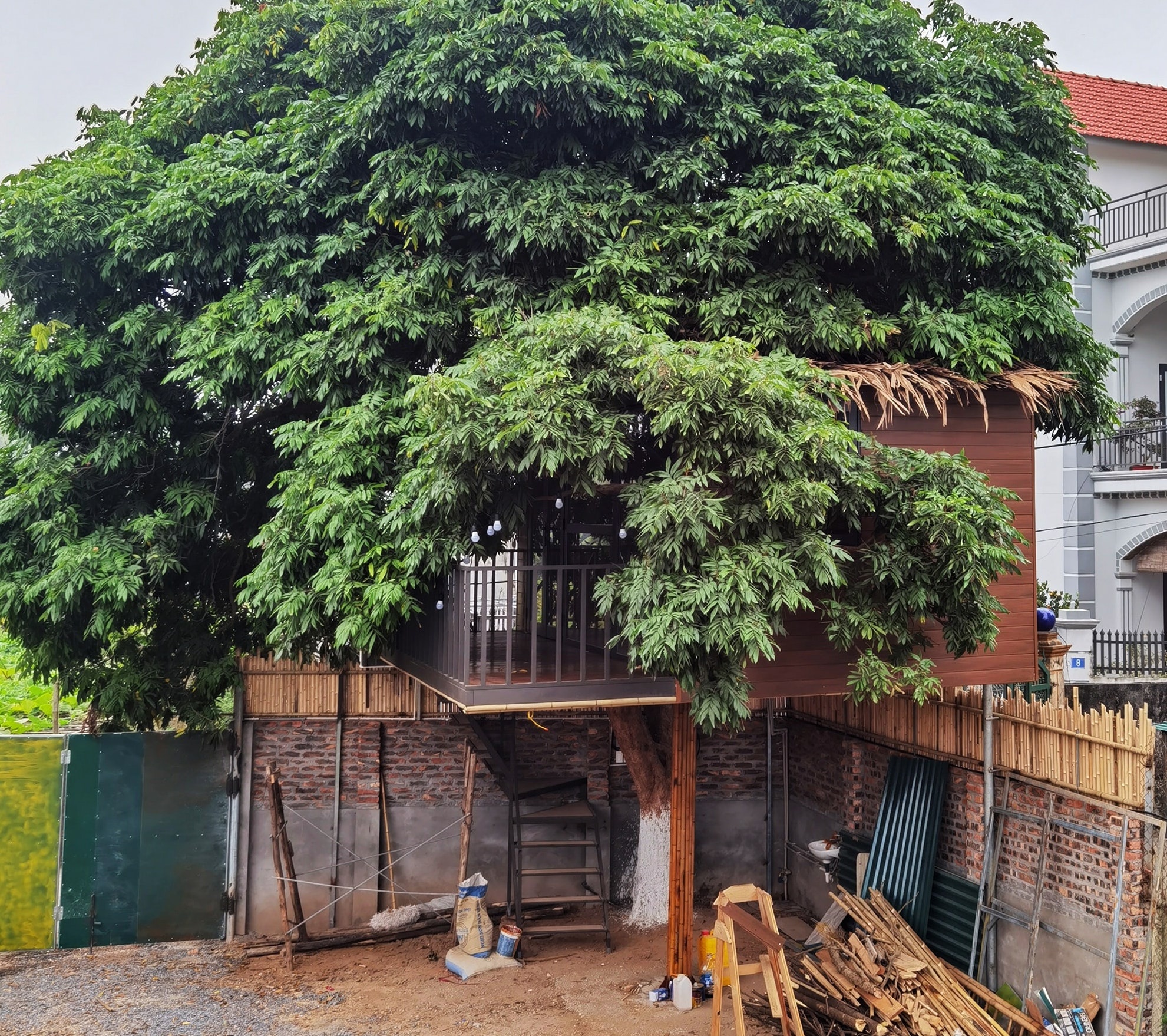 ngoi nha tren cay nhan anh 1