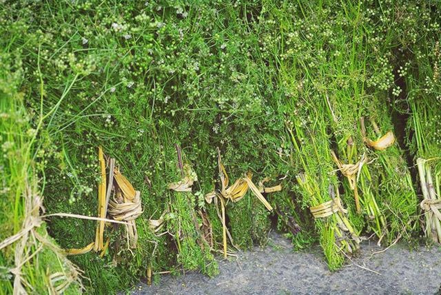 tắm lá mùi ngày 30 Tết ảnh 2 tam la mui ngay 30 Tet anh 2