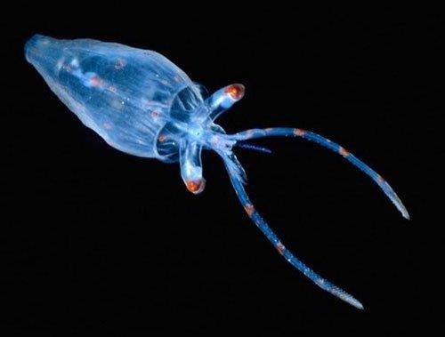 Loai den dung vi khuan cua loai muc de chieu sang hinh anh