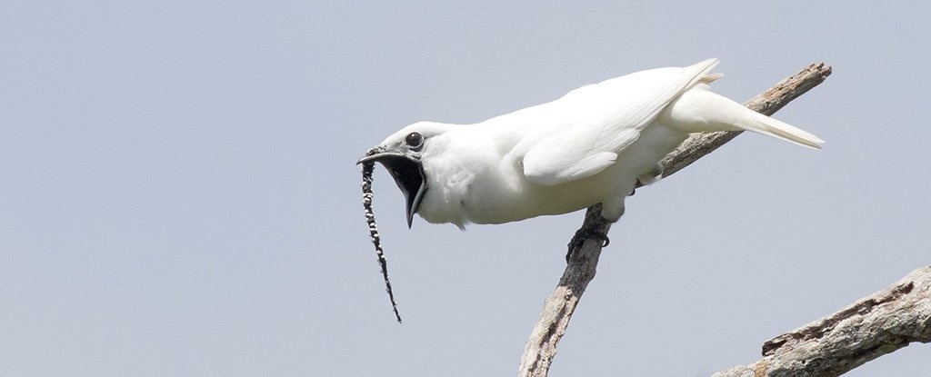 Loai chim co tieng keu to nhat vua lap ky luc the gioi hinh anh