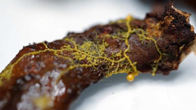 Loai sinh vat khong nao, co 720 gioi tinh hinh anh