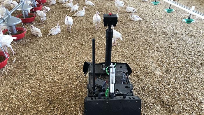 Robot chan dan ga tay nghin con, dung 'mat than' phat hien ga cum hinh anh