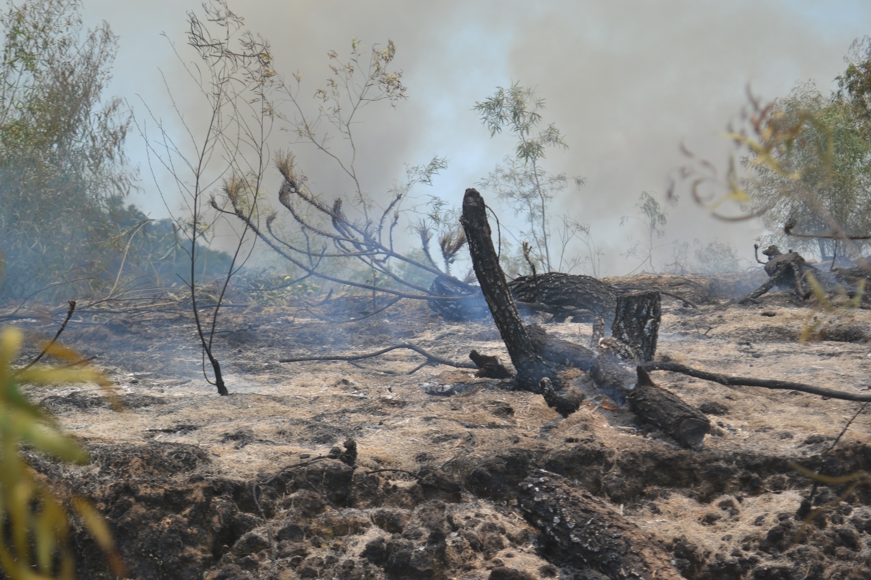 Chay rung du doi duoi troi nang nong 40 do C hinh anh