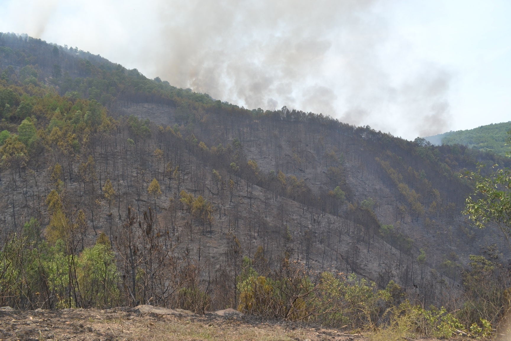 Đám cháy thiêu rụi khoảng 10 ha rừng keo, bạch đàn. Ảnh: Nguyễn Dương.