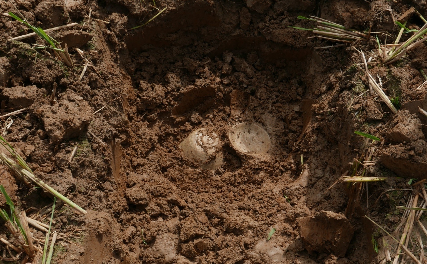 Những chiếc bát cổ nằm trong lòng đất. Ảnh: Trung tâm bảo tồn di sản Thành nhà Hồ.