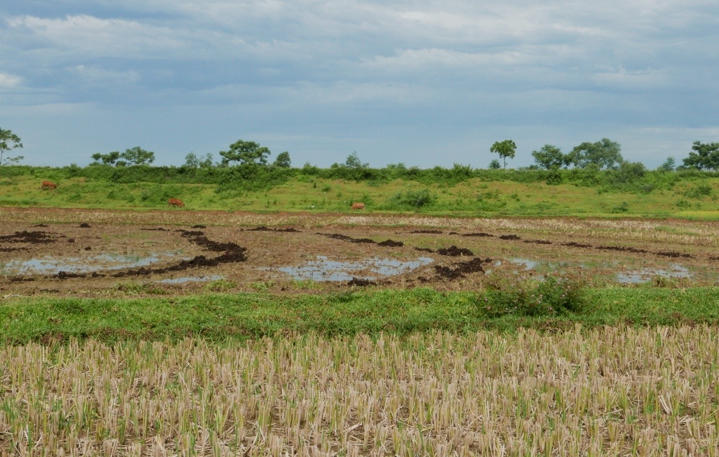 Địa điểm phát hiện cổ vật nằm sát bên La thành của Thành nhà Hồ. Ảnh: Trung tâm bảo tồn di sản Thành nhà Hồ.