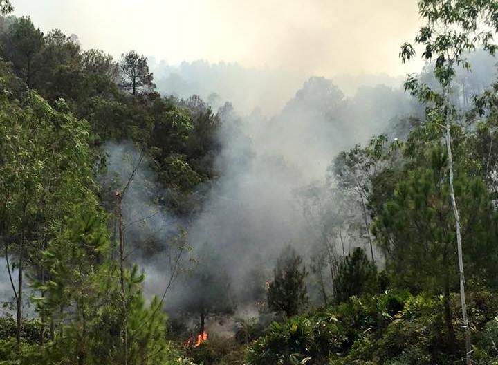 Khu vực rừng xảy ra vụ cháy. Ảnh: D.T.