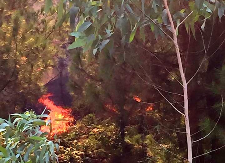 Rung thong boc chay du doi trong nang nong hinh anh