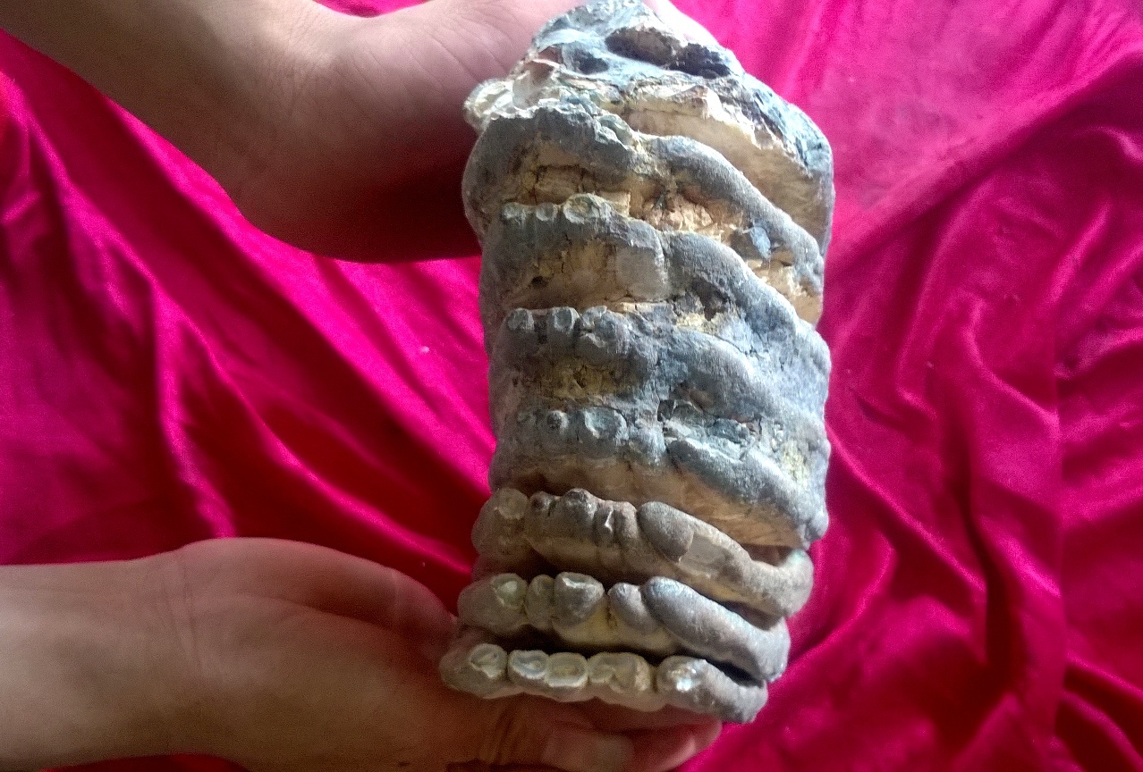 Hàm răng hóa thạch nghi của voi ma mút nặng 3,7 kg, dài 15 cm, có đầy đủ chân răng, mỏm răng. Ảnh: N. D.