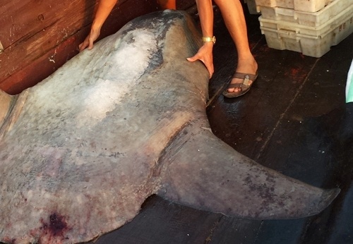 Ca mat trang 300 kg mac luoi ngu dan Thanh Hoa hinh anh