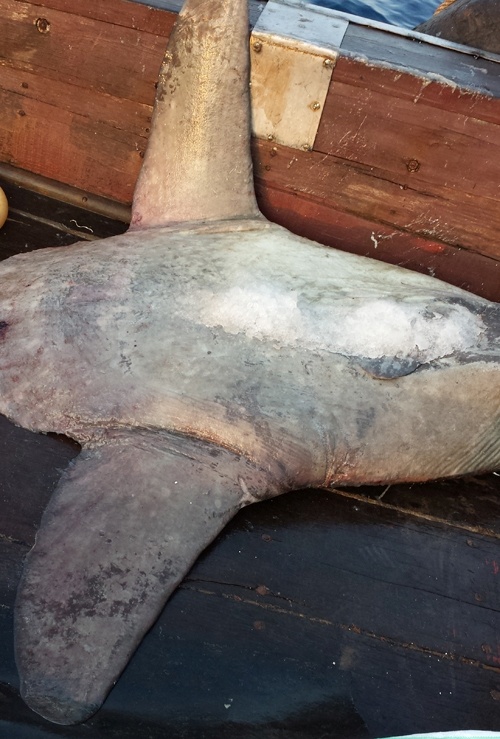 Cá dài 1,8m, bề rộng tính cả hai vây 1,8m và nặng gần 300kg.