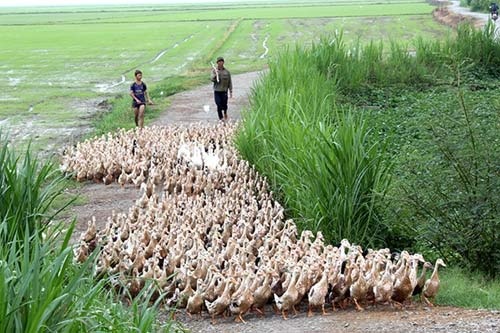 Hon chien vi dan vit, 3 nguoi bi chem nhap vien hinh anh