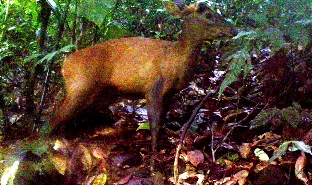 Phat hien loai mang lon quy hiem o Thanh Hoa hinh anh