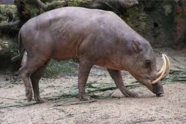 Lon rung lai gan 100 kg tan cong nguoi hinh anh