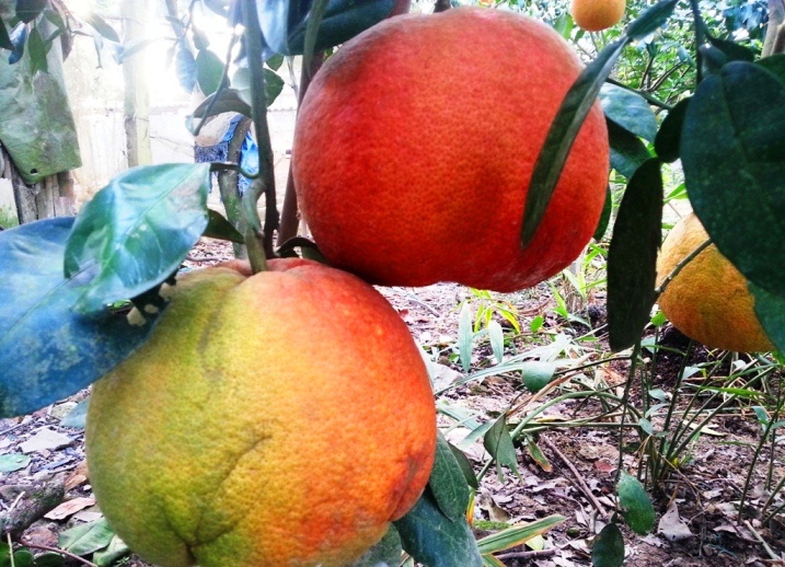 Buoi do tien vua het hang truoc Tet hinh anh