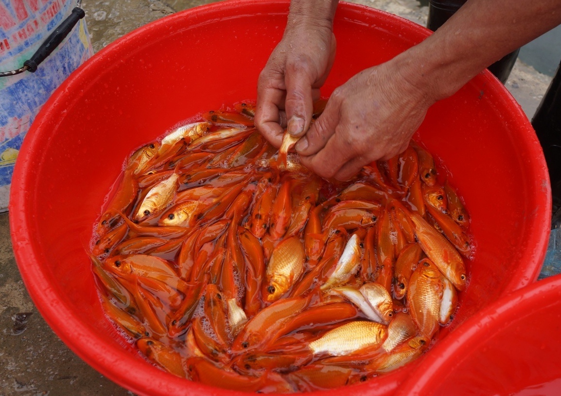 Gia ca chep con 80.000-100.000 dong/kg can Tet ong Tao hinh anh