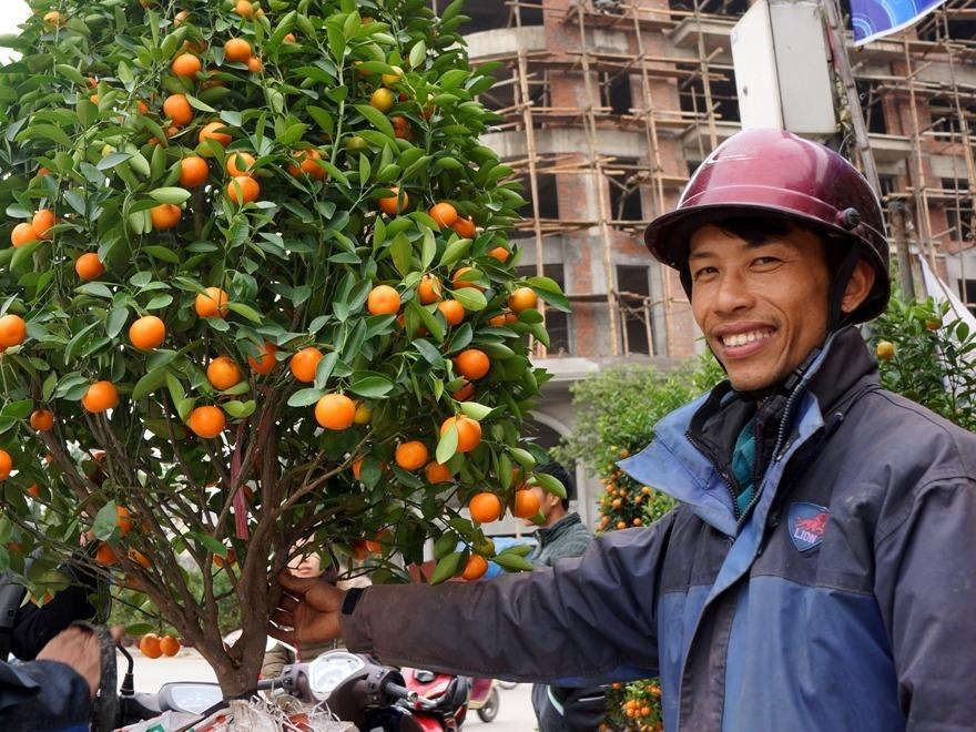 Cho thue cay canh Tet kiem bac trieu moi ngay hinh anh