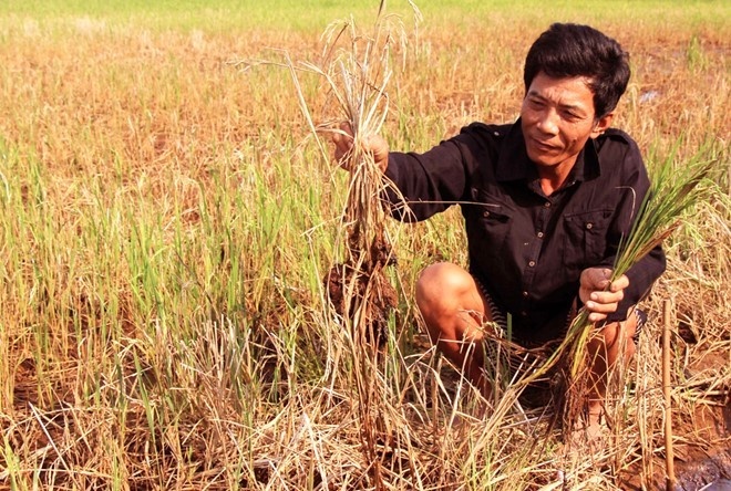 Toan canh ngap man o mien Tay hinh anh