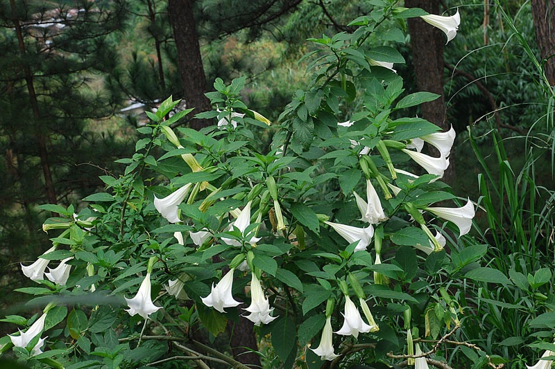 An hoa ca doc duoc, 4 nguoi trong gia dinh nhap vien hinh anh