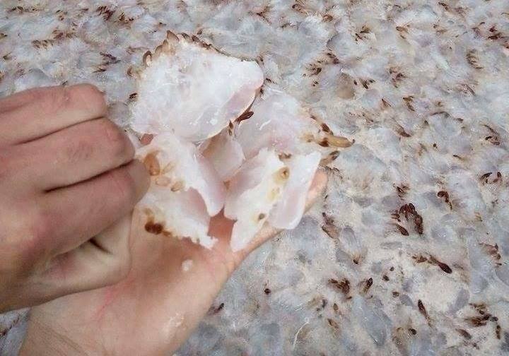 Lam giau nho nghe vot 'vang trang' tren bien hinh anh