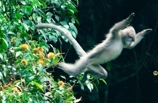 voọc xám Đông Dương ảnh 1 vooc xam Dong Duong anh 1