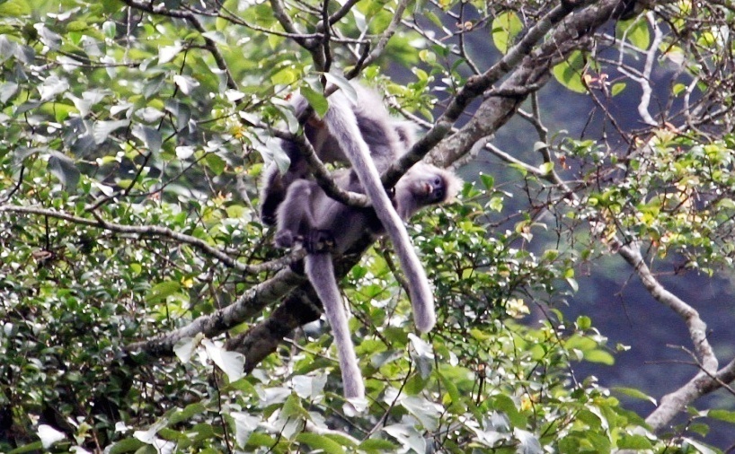 voọc xám Đông Dương ảnh 2 vooc xam Dong Duong anh 2