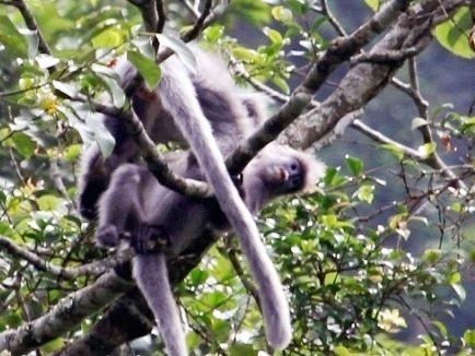 Nan san bat de doa dan vooc xam Dong Duong moi phat hien hinh anh