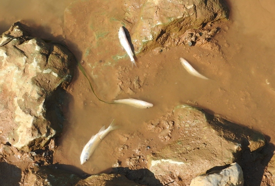 Nuoc song Buoi boc mui hoi, ca chet hang loat hinh anh