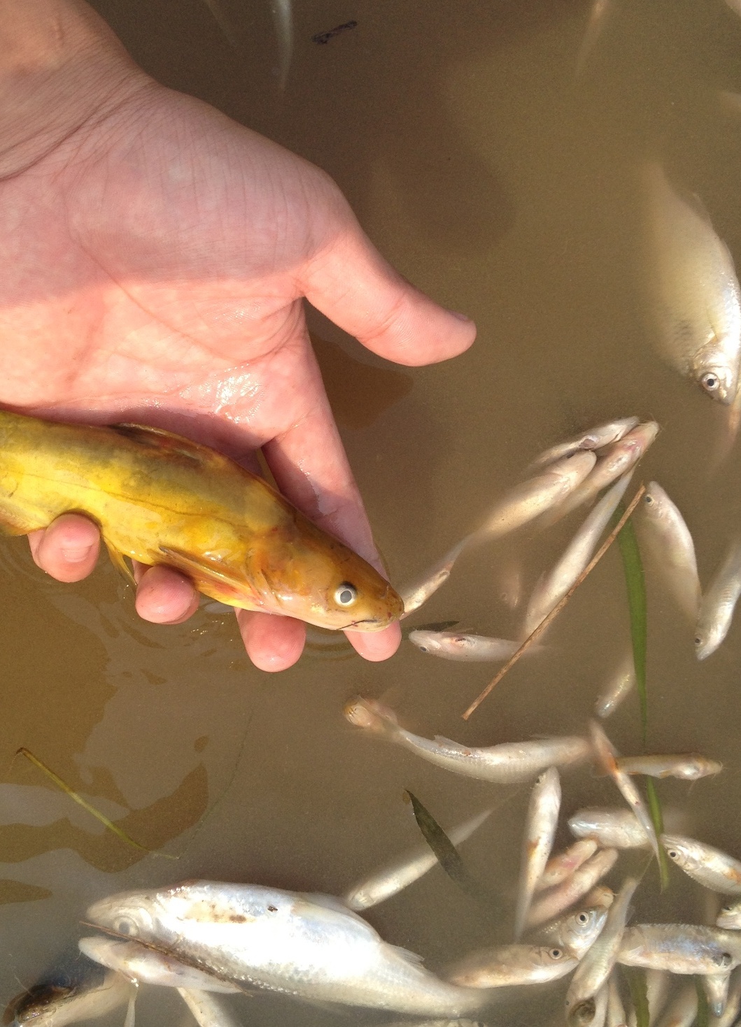 Ca tiep tuc chet hang loat o ha luu song Buoi hinh anh