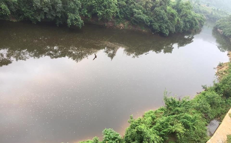 cá chết do nhà máy xả thải ảnh 2 ca chet do nha may xa thai anh 2