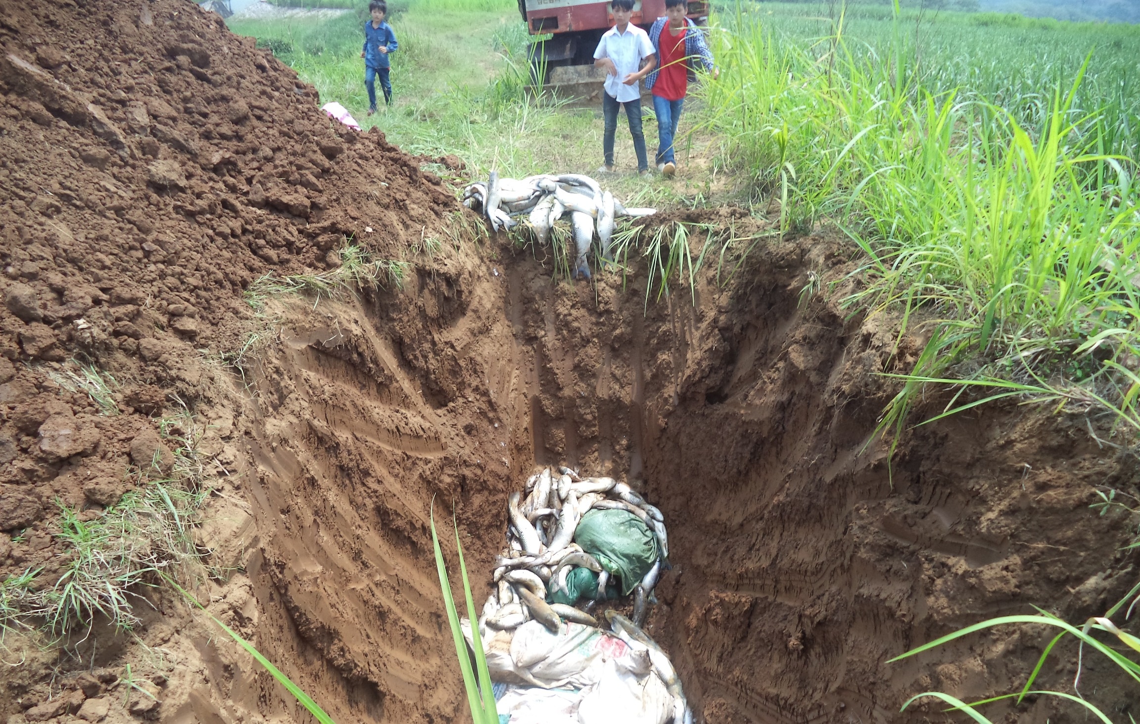 ca chet o song Buoi anh 8