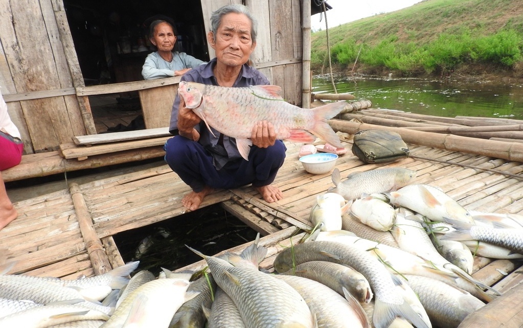 Hinh anh ca chet trang song Buoi, nguoi nuoi mat tien ty hinh anh