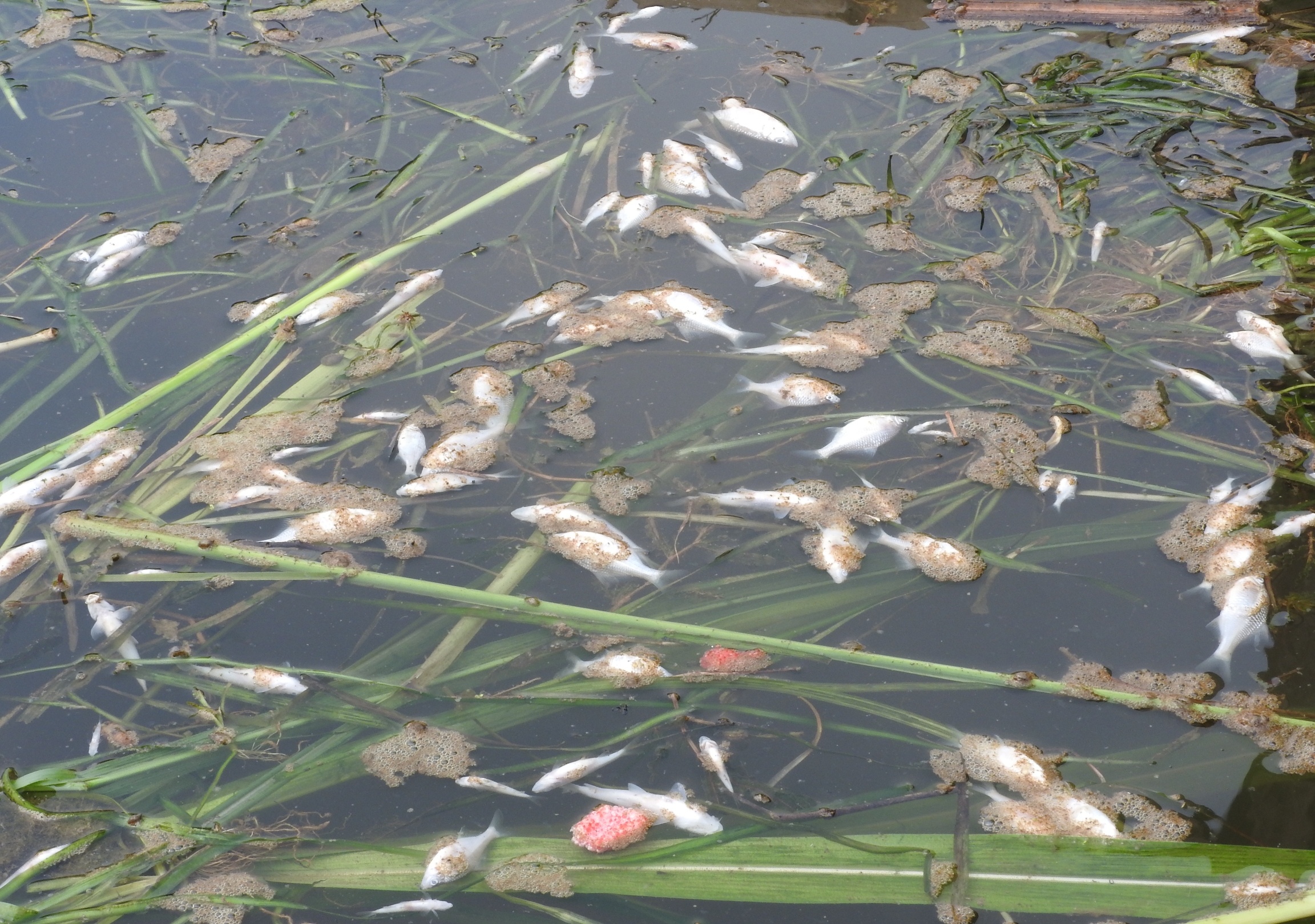 ca chet o song Buoi anh 9